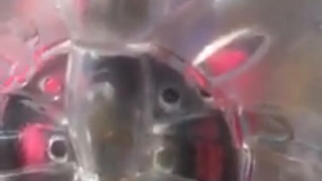 Smile DK butterfly toy