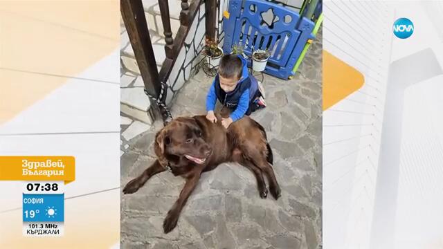 Убиха куче асистент на диабетик в село Равно поле - Здравей, България (05.09.2024)