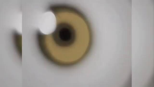 Supercut - Every Anime Opening Ever Made