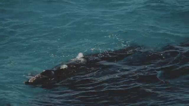 Whale Watching & Point Anne, WA - Raw Perspective