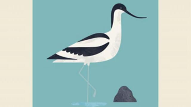 Avocet