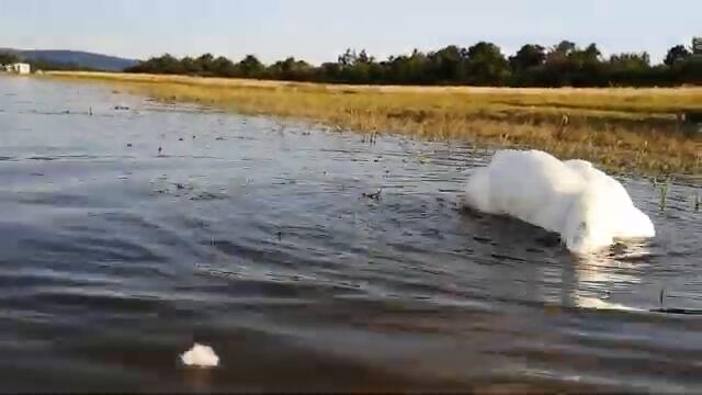 Duck is looking for a Treats underwater! And having a messy Swim!