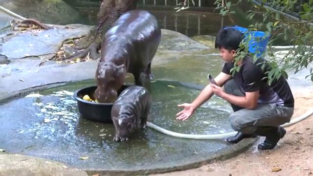 Baby Hippo Moo Deng Is a Social Media Star