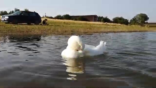 Duck is having a Mid-Summer After Bath Routine!