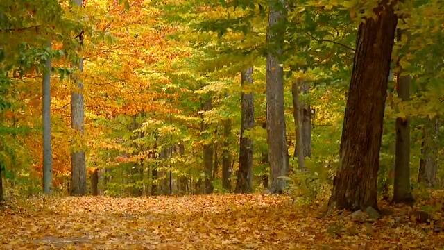 Forever Autumn (HD)