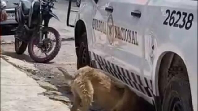 Elementos de seguridad adoptan a una pequeña perrita y la llaman “Chilaquil”￼ #perritos #adoptme