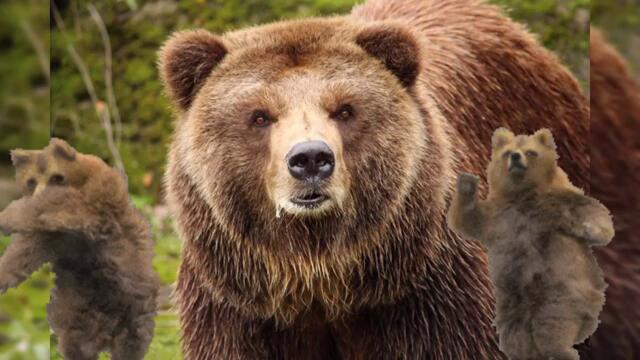 🐻Kucheka na mechkata - Кючека на мечката🐻