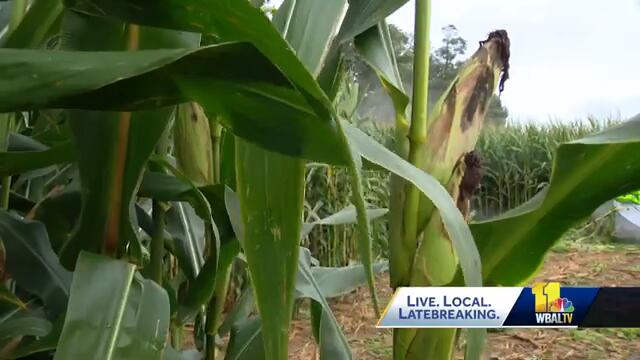 Alien themed corn maze unveiled in New Windsor