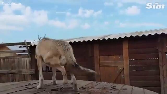 Putin deploys WOLVES on Ukraine front line as beasts howl at sound of kamikaze drones