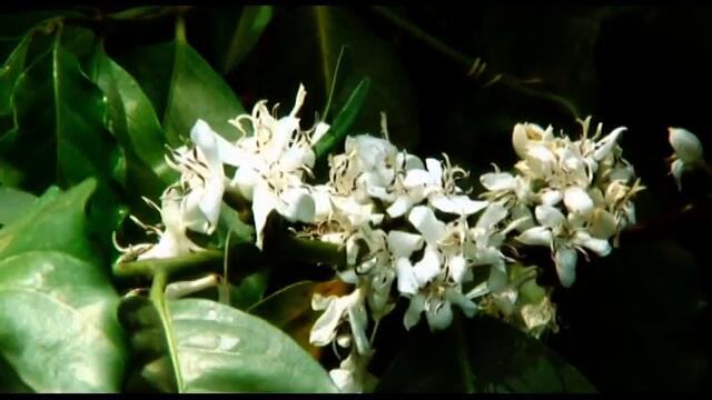 NESCAFE - Different Side Of Coffee - TVC 60 sec