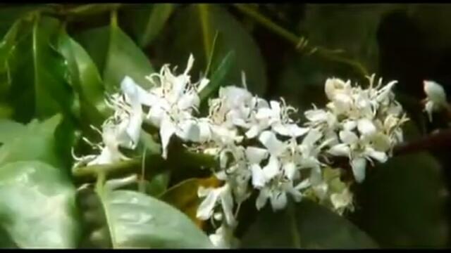 NESCAFE Different Side Of Coffee TVC 60 sec