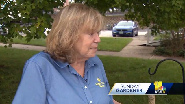 Sunday Gardener: Fall is time for grass triage