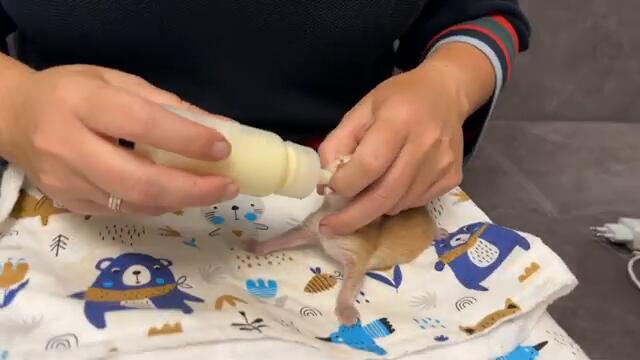 Feeding a 4-day-old kitten. Critically underweight despite a foster mother. Subtitles, please!