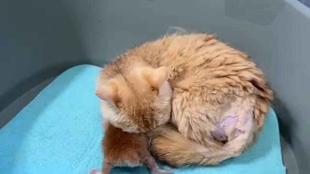 Mom cat meets newborn kitten Michael for the first time after difficult birth and surgery. Subtitles