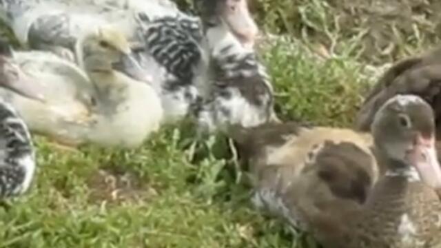 грязный утенок #travel #automobile #kuzmenko95 #кючек #кумитэбошикен #enduro #кабукичо