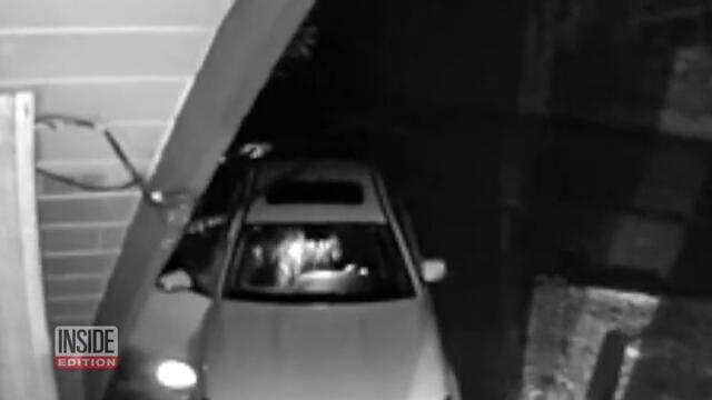 Did Human in Bear Costume Damage Cars for Insurance Scam?