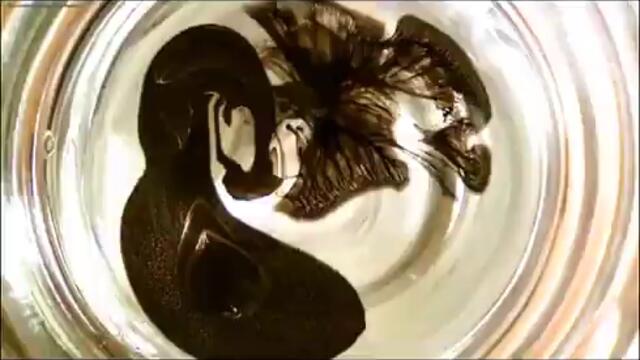 mtv station id   broadcast version 360p