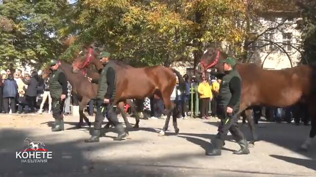 Конете на България: Двудневен празник по повод 160 години от основаването на конезавод „Кабиюк“