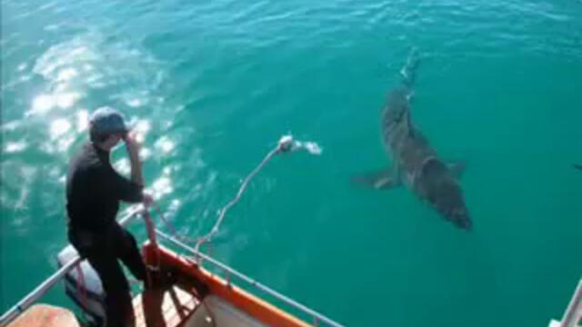 Great white shark 1