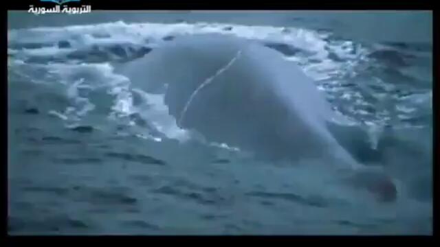 Blue Whale 30