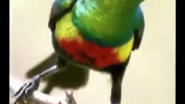 Scary photoshopped animals collection