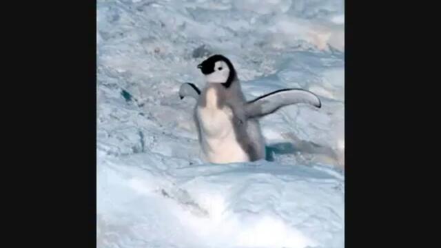 frozen planet: amazing animals of antarctica