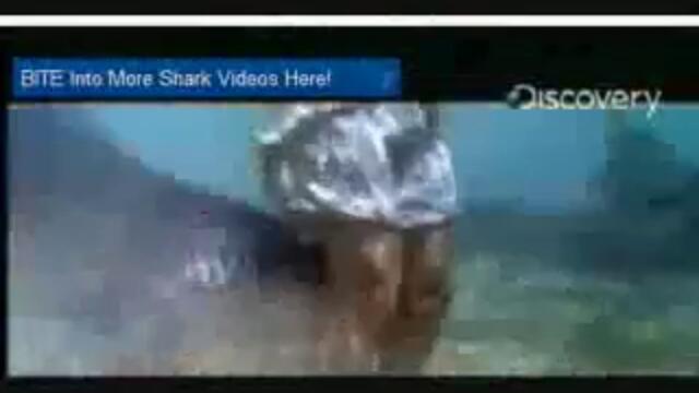 RealSharkattack arnagar.3gp