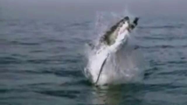 Great white shark attacks baby seal