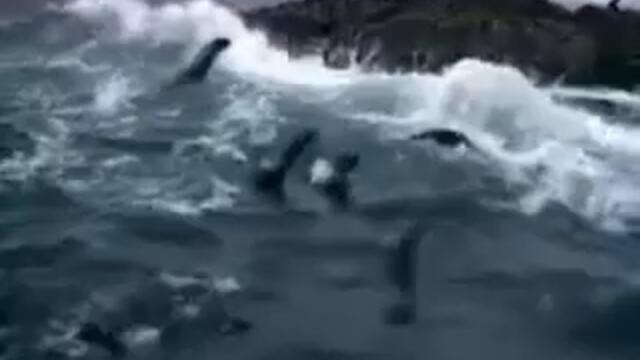 The Great White Shark