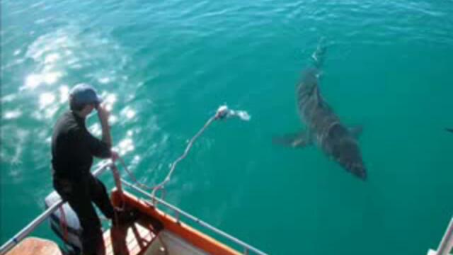 Great white shark(2)