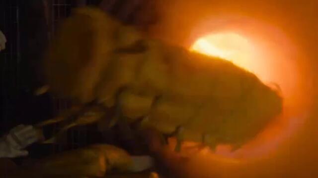Mickey 17 Trailer Tomorrow but with Disney Characters