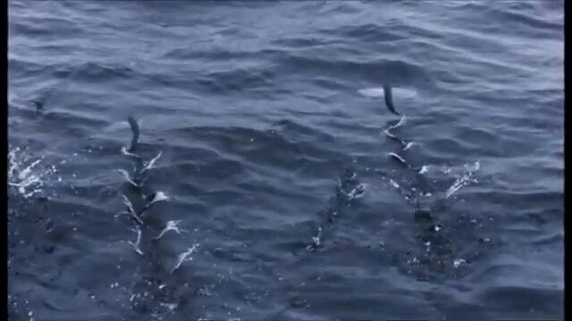 Male Muscle Growth 74