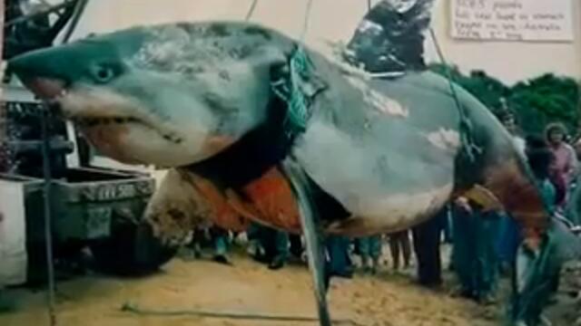 (REUPLOAD) The Real Monster Sharks - Megalodon is Real?