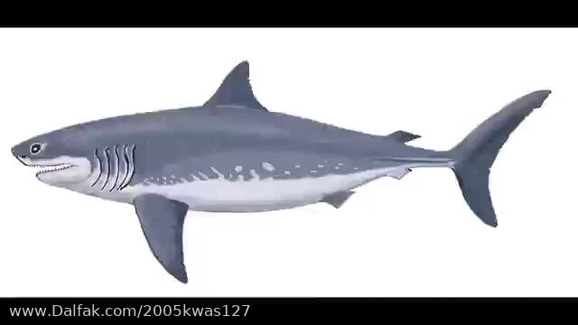 Monster Sharks Megalodon