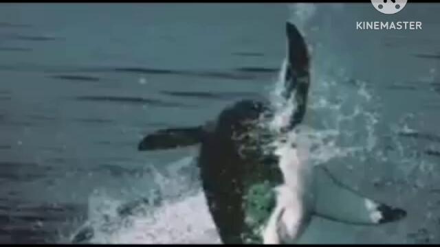 The Great White Shark OST Genocide