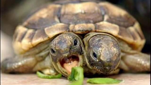 Strange and paranormal creatures 2