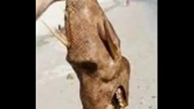 paranormal creatures.flv