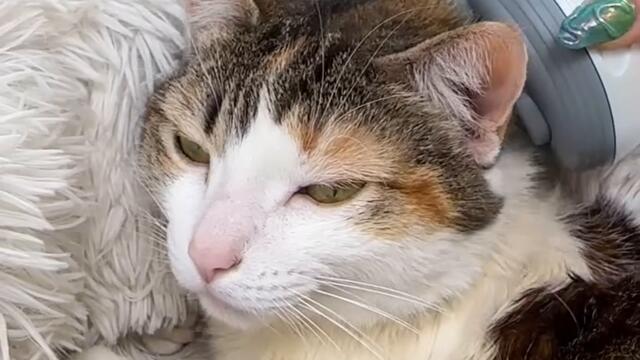 Котка получава масаж с котешки масажор