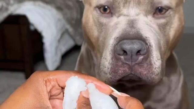 Куче на СПА