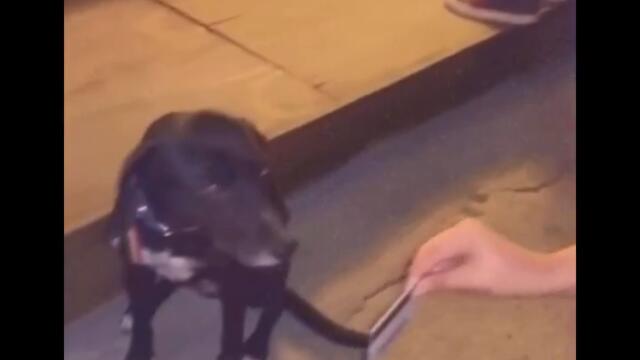 Куче проверява документи