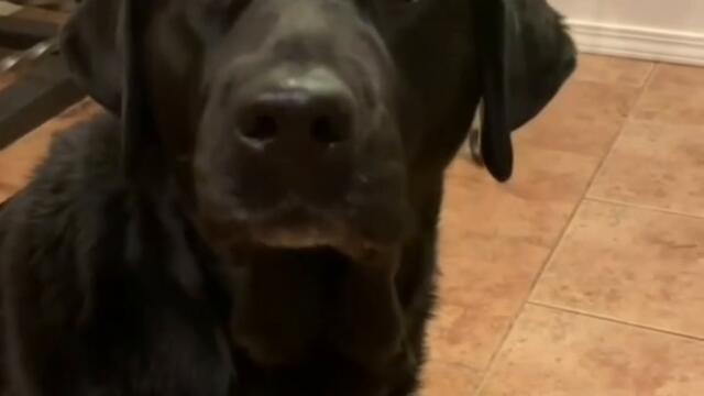 Куче, искаш ли да обереш банка?