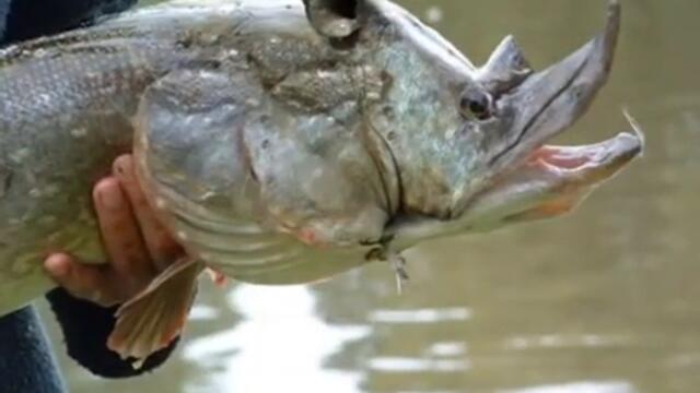 Bizarre Animals