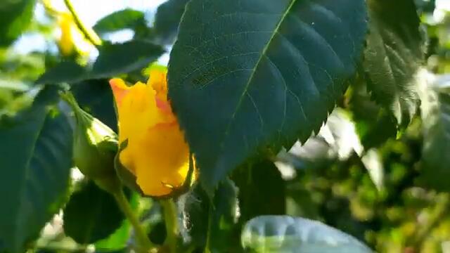 Турецкий сериал Лейла 8, 9, 10 серия русская озвучка | Обзор