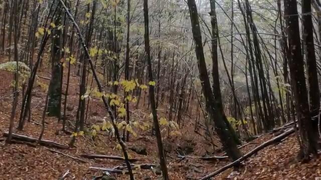 ДИВИ ПРАСЕТА НАВСЯКЪДЕ! Лов в ДЛС Росица! През очите на гонача ЕП.3