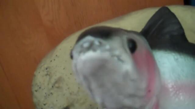 TRAVIS TROUT Singing Fish