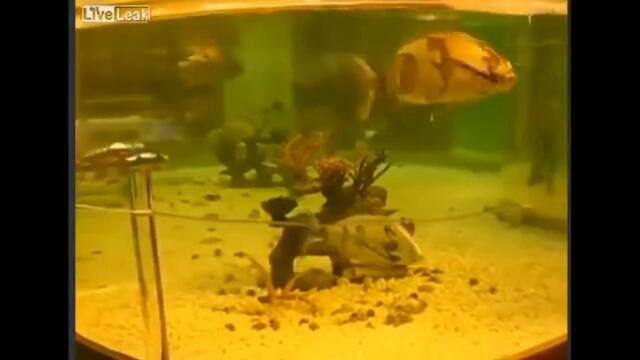 ปลาหุ่นยนต์ Robot Fish เสมือนจริง