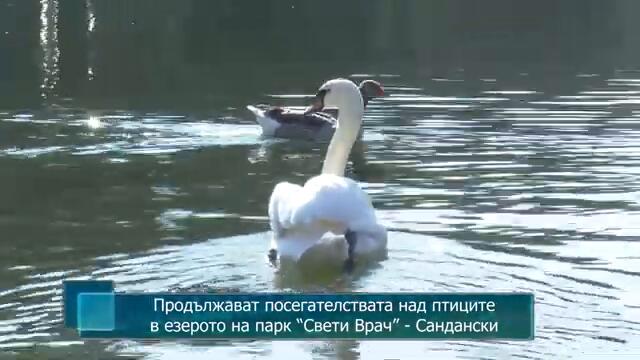 Продължават посегателствата над птиците в езерото на парк “Свети Врач” - Сандански