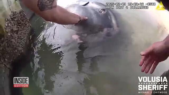 Deputy Frees Ocean Sunfish That Got Stuck in Shallow Water