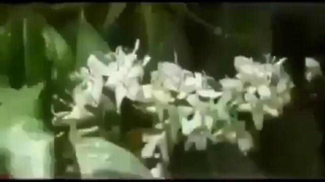 videoplayback 36
