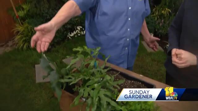 Sunday Gardener: Ferns 101